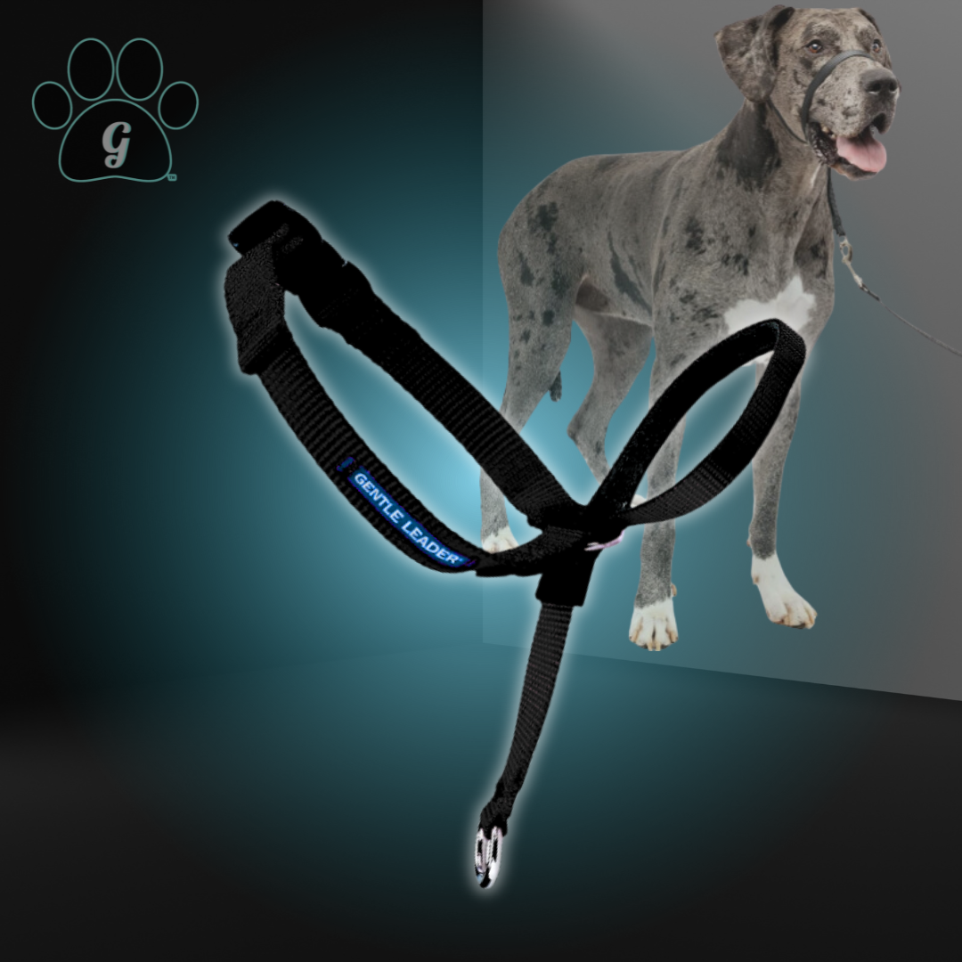 black Gentle Leader collar for extra large dogs