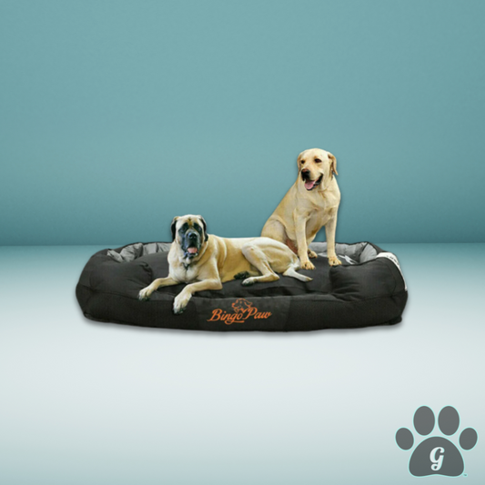 2 large dogs sitting on black bolstered dog bed