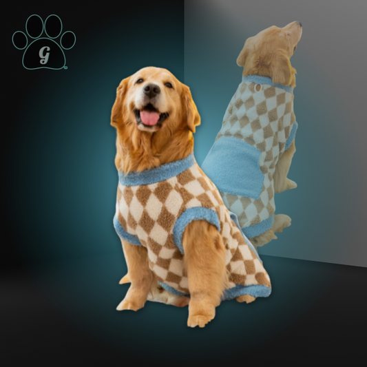 golden retriever wearing checkered dog sweater
