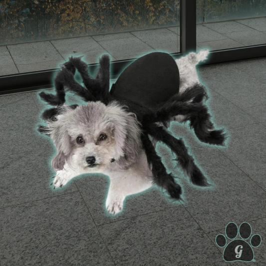 small dog wearing black spider costume