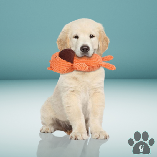 Labrador puppy with orange plush teddy bear in its mouth