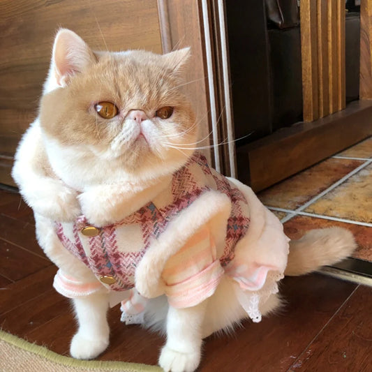 cat wearing pink chevron plaid variant of the pet coat
