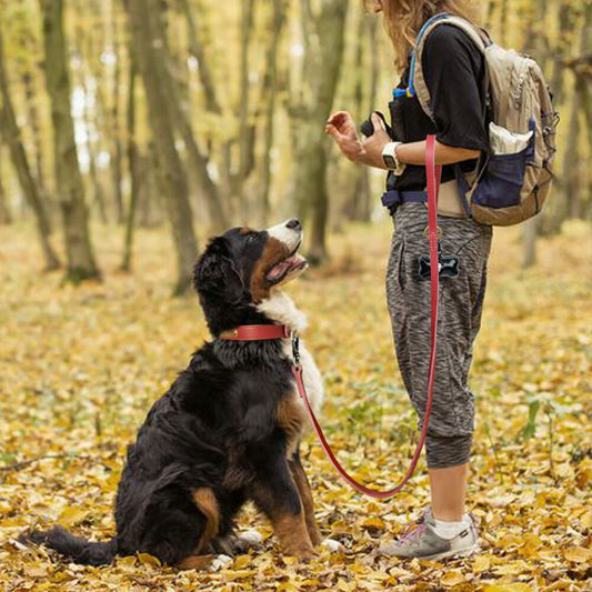 large dog wearing red leash