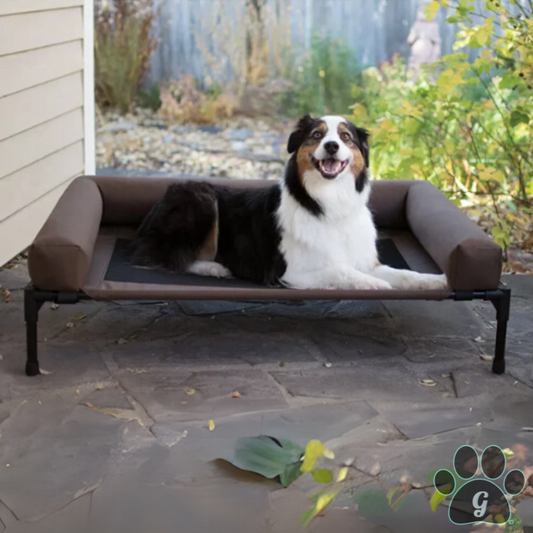 elevated dog bolster bed with dog on top