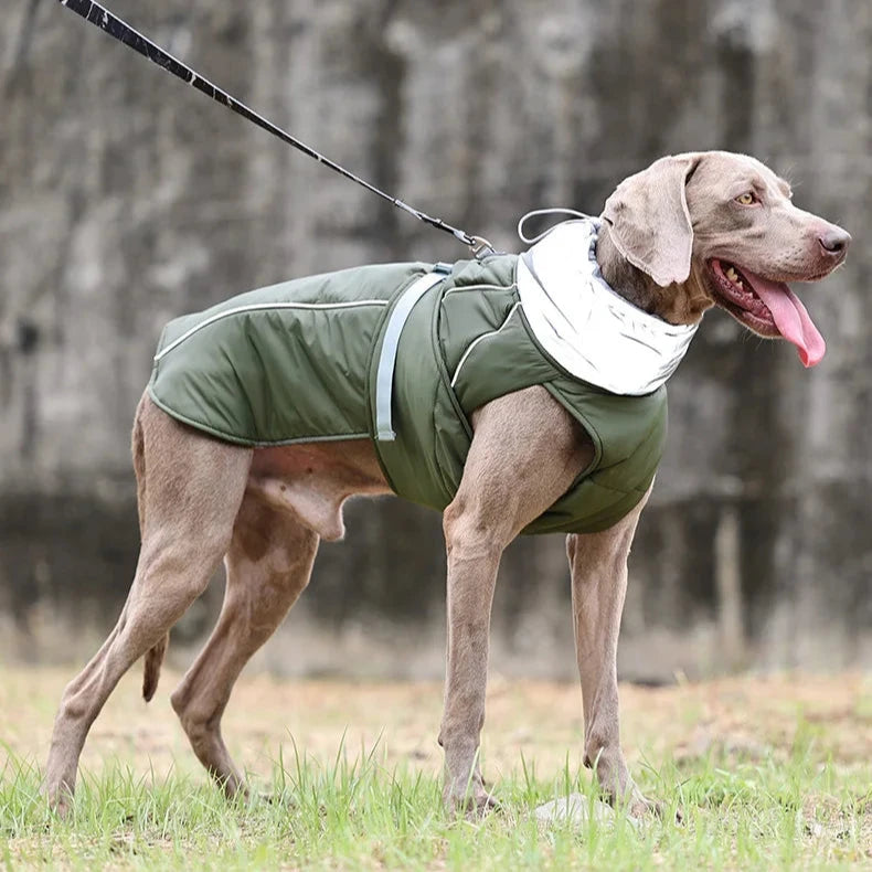Weimaraner dog wearing weather resistant dog coat shown in olive green