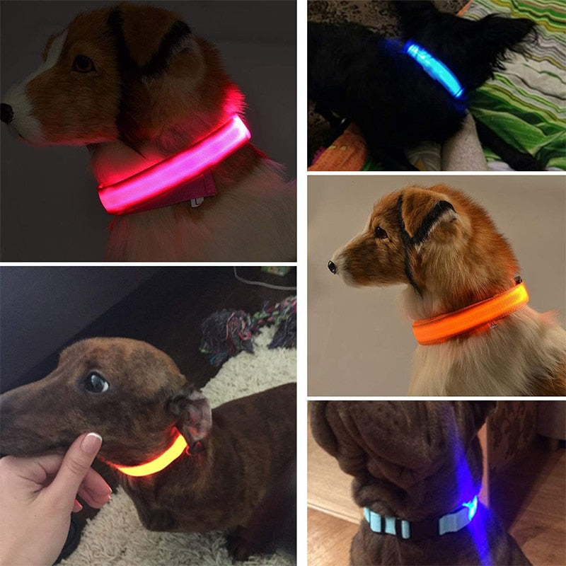 FIORA Weather Resistant LED Dog Collar