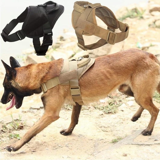 Belgian Malinois dog wearing khaki harness
