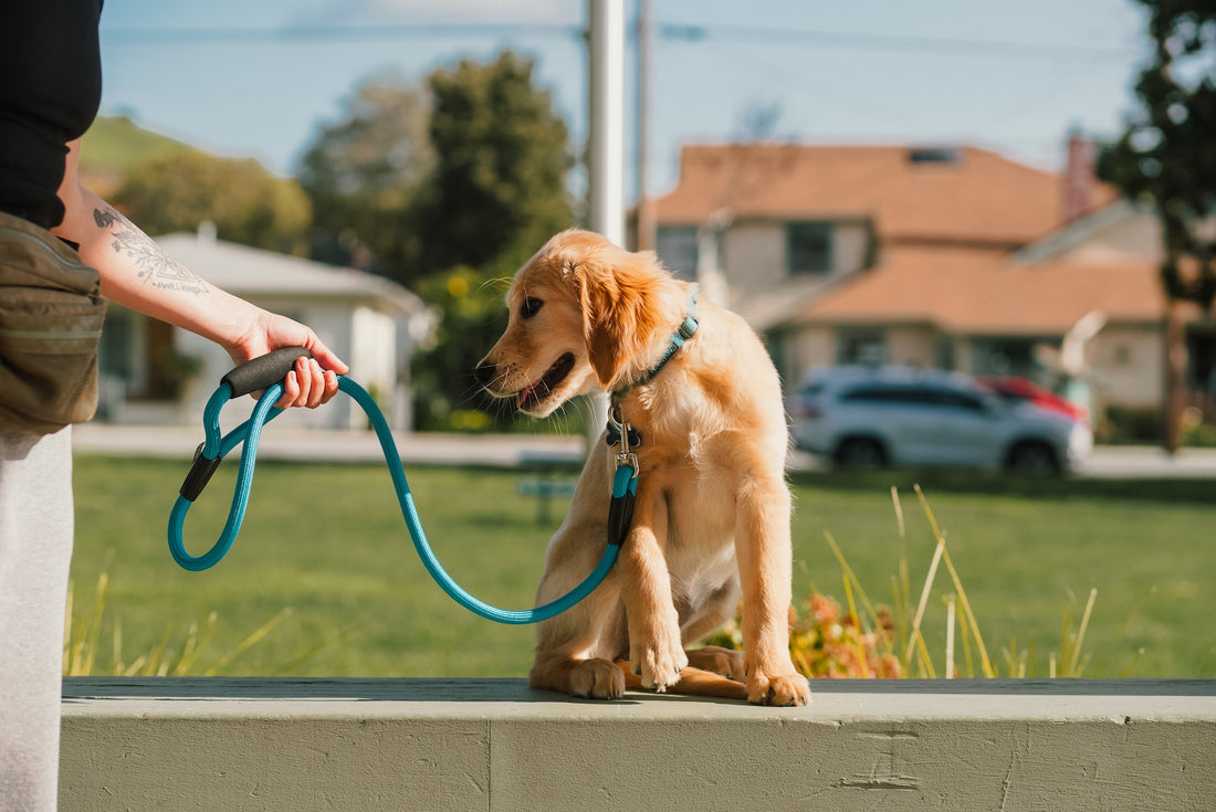 Leash Guide