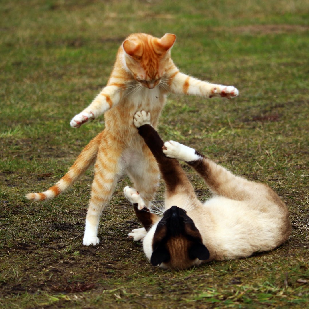 Cats