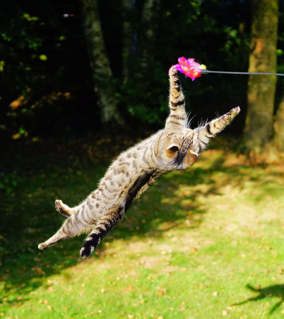 Interactive Cat Toys