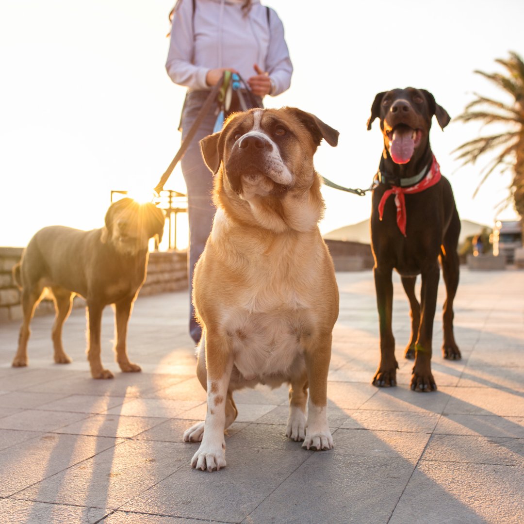 Dogs