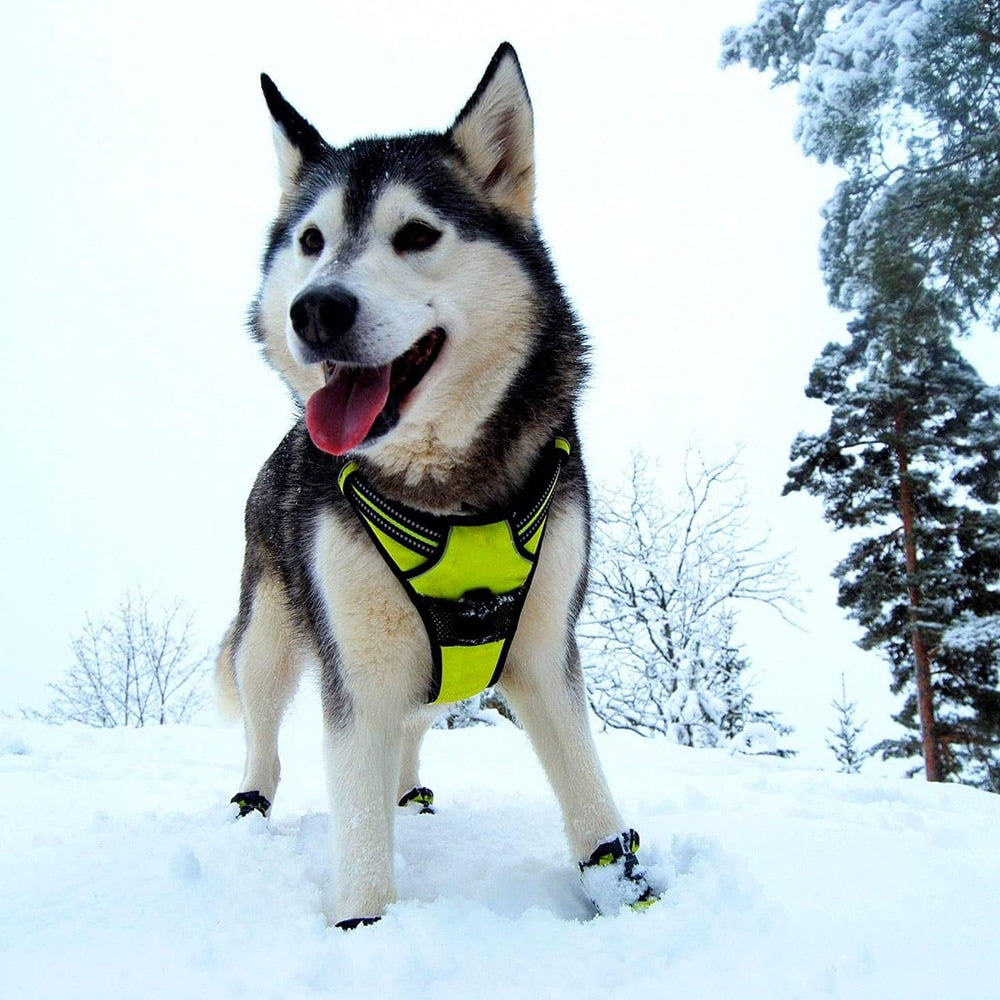 Dog Collars & Harnesses