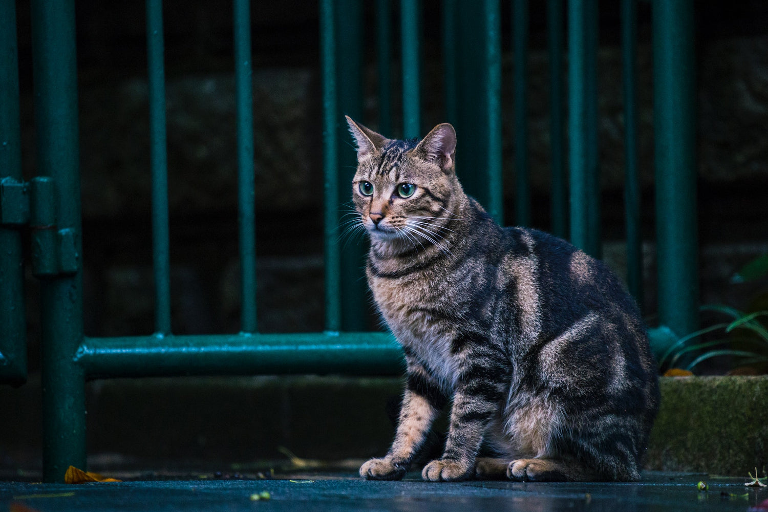 Outdoor Cat