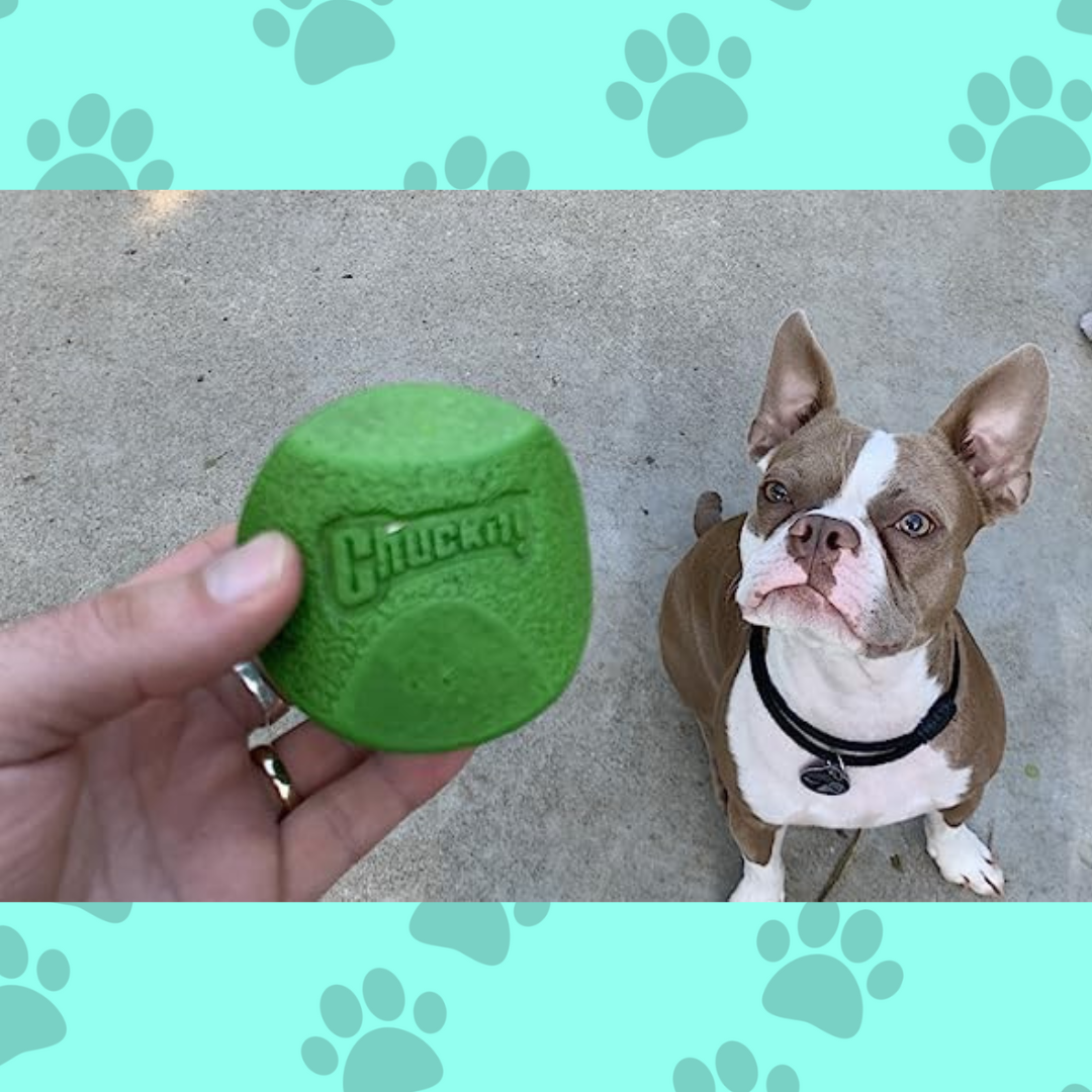 human holding ball in front of dog