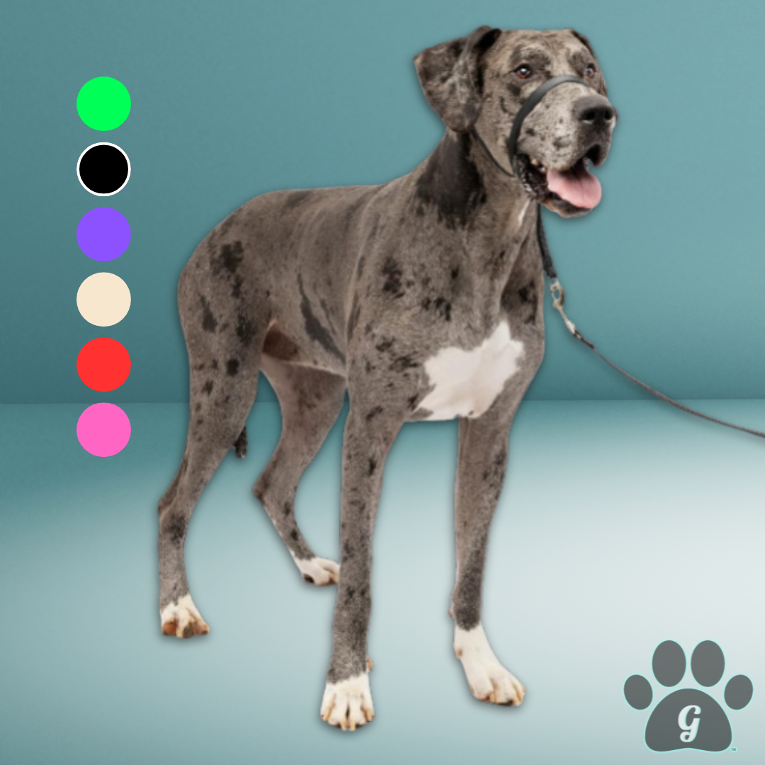Great Dane wearing Gentle Leader collar shown in black with 5 other colors available