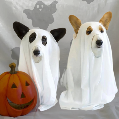 Corgi dogs wearing sheet ghost costume