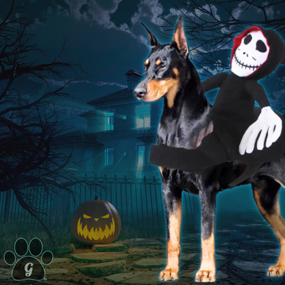 Doberman dog wearing Jack Skellington pet costume