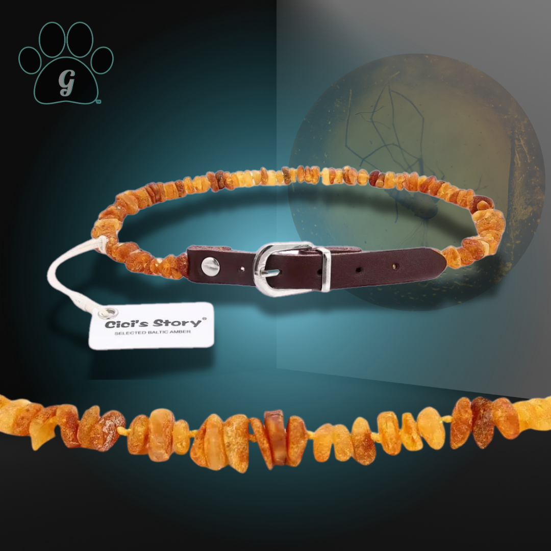 Amber necklace for pets