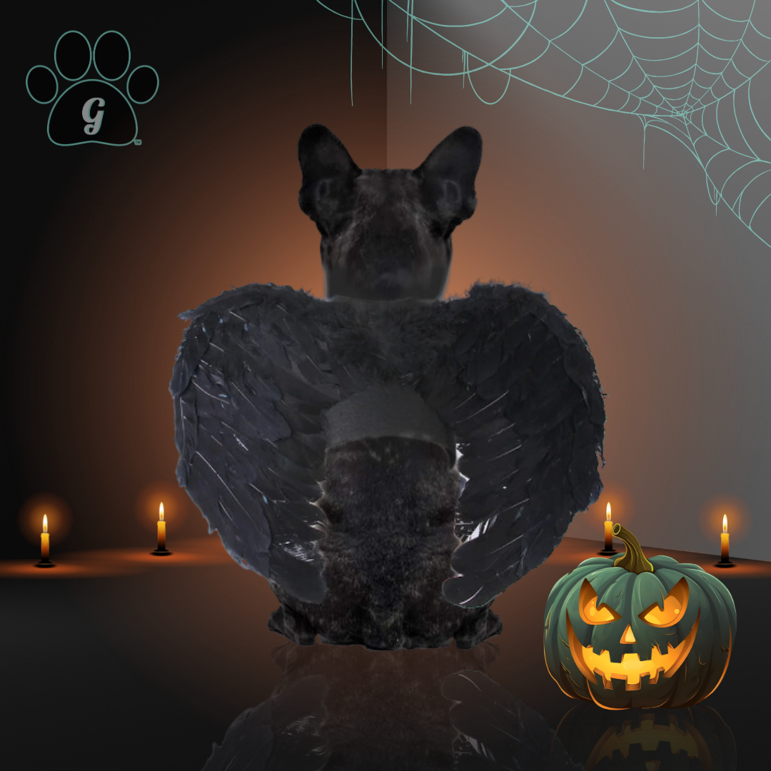 black angel wing costume for small pets