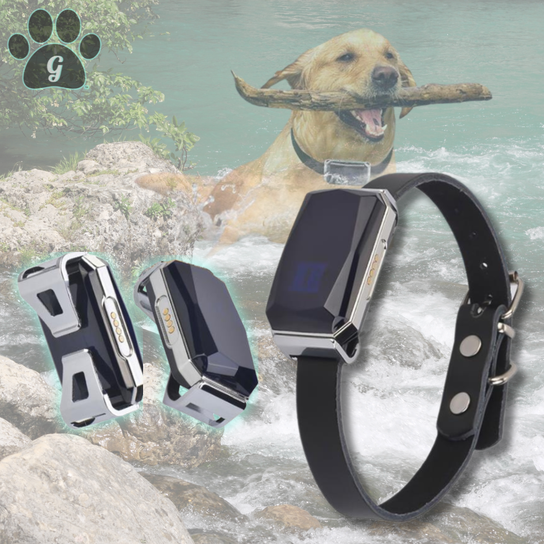 pet GPS collar