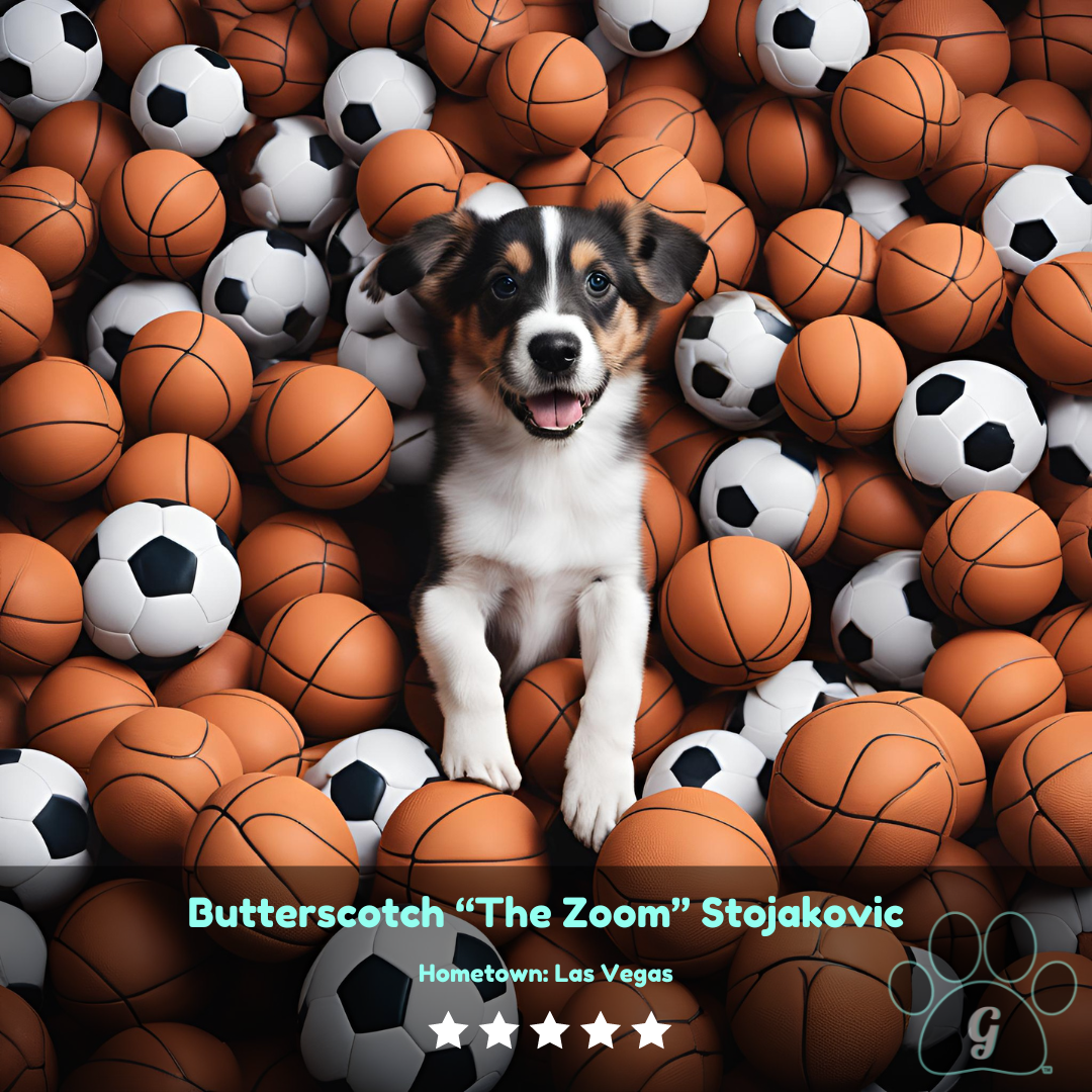 dog in a pile of basketballs and soccer shown presented as a featured athlete