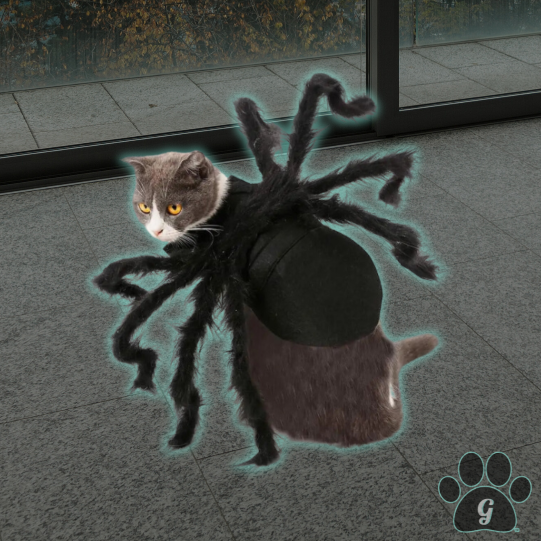 cat wearing black spider costume