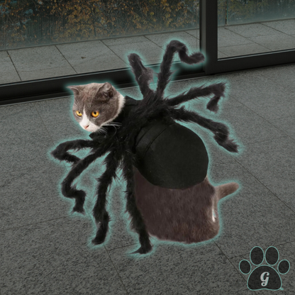 cat wearing black spider costume