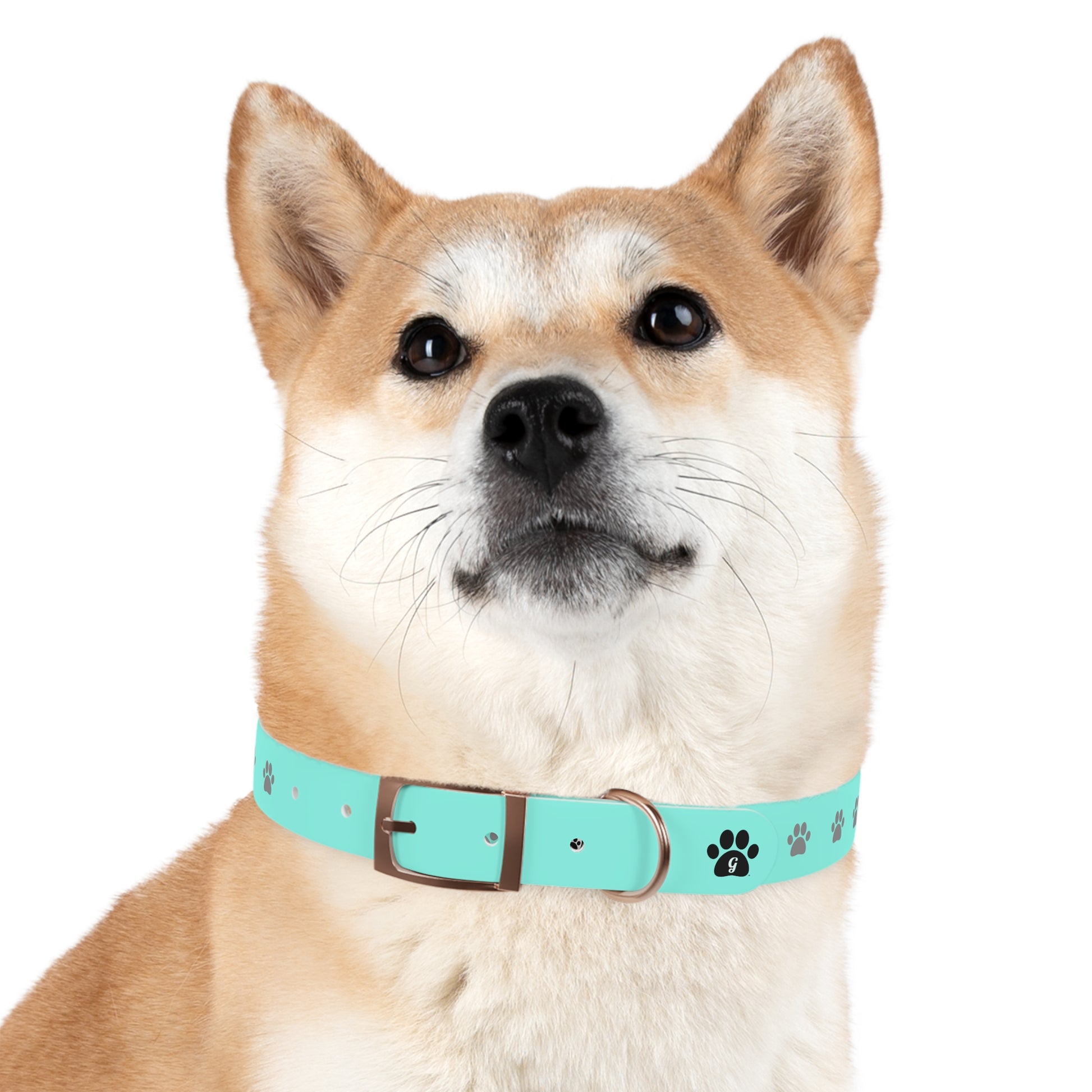 dog wearing collar in rose gold finish