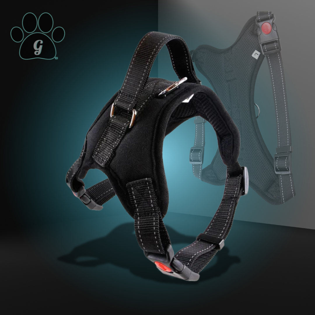 black dog harness