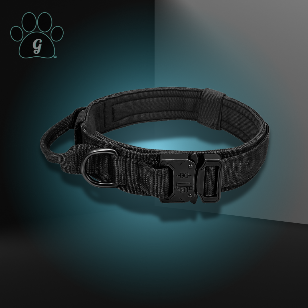 black dog collar