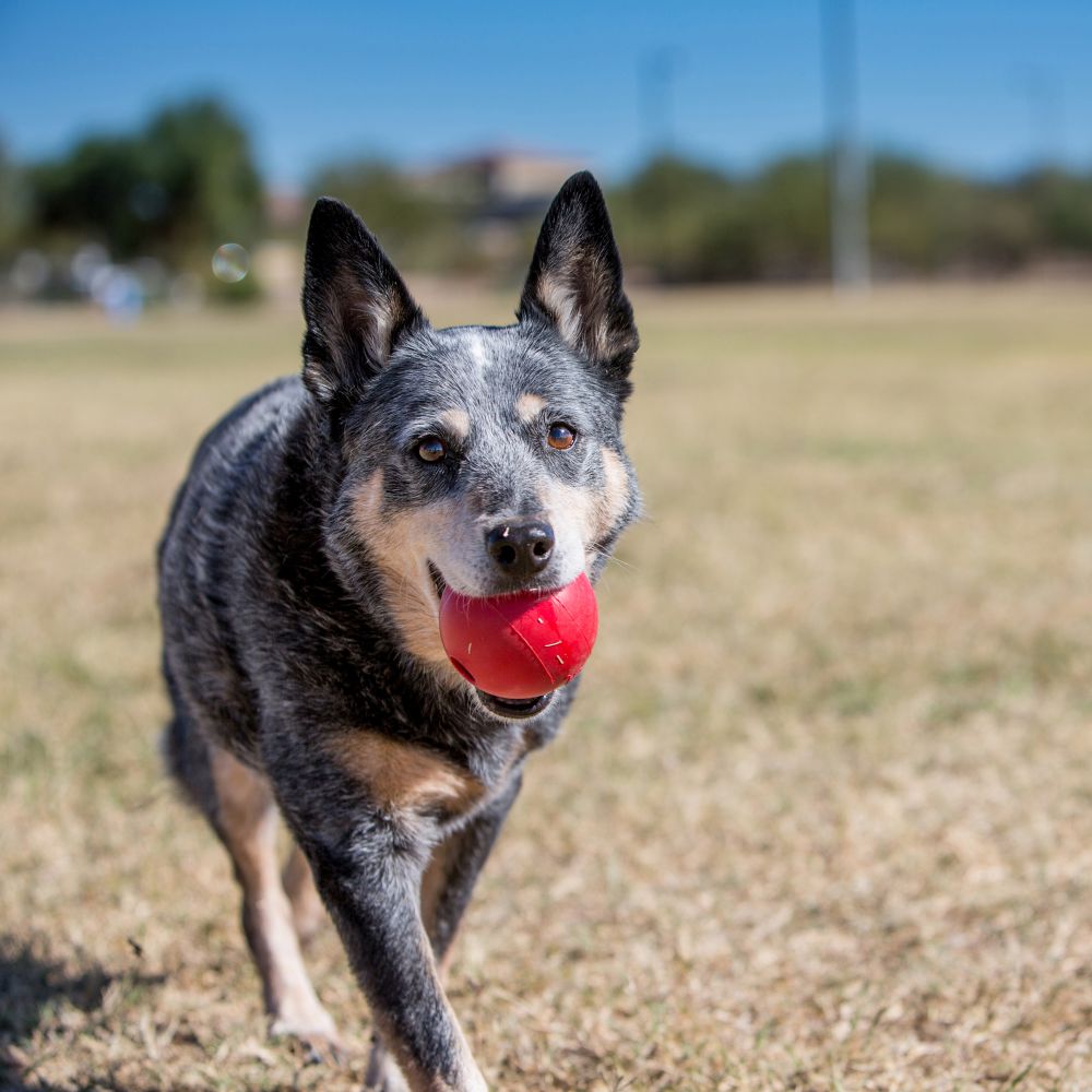 dog with red ball in its mouth