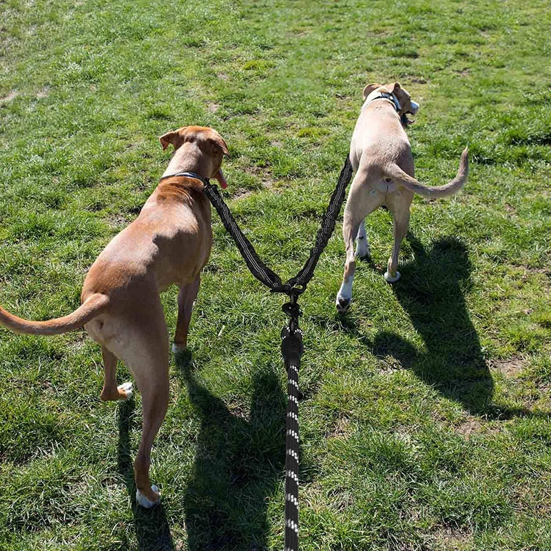 product display in use with two large dogs