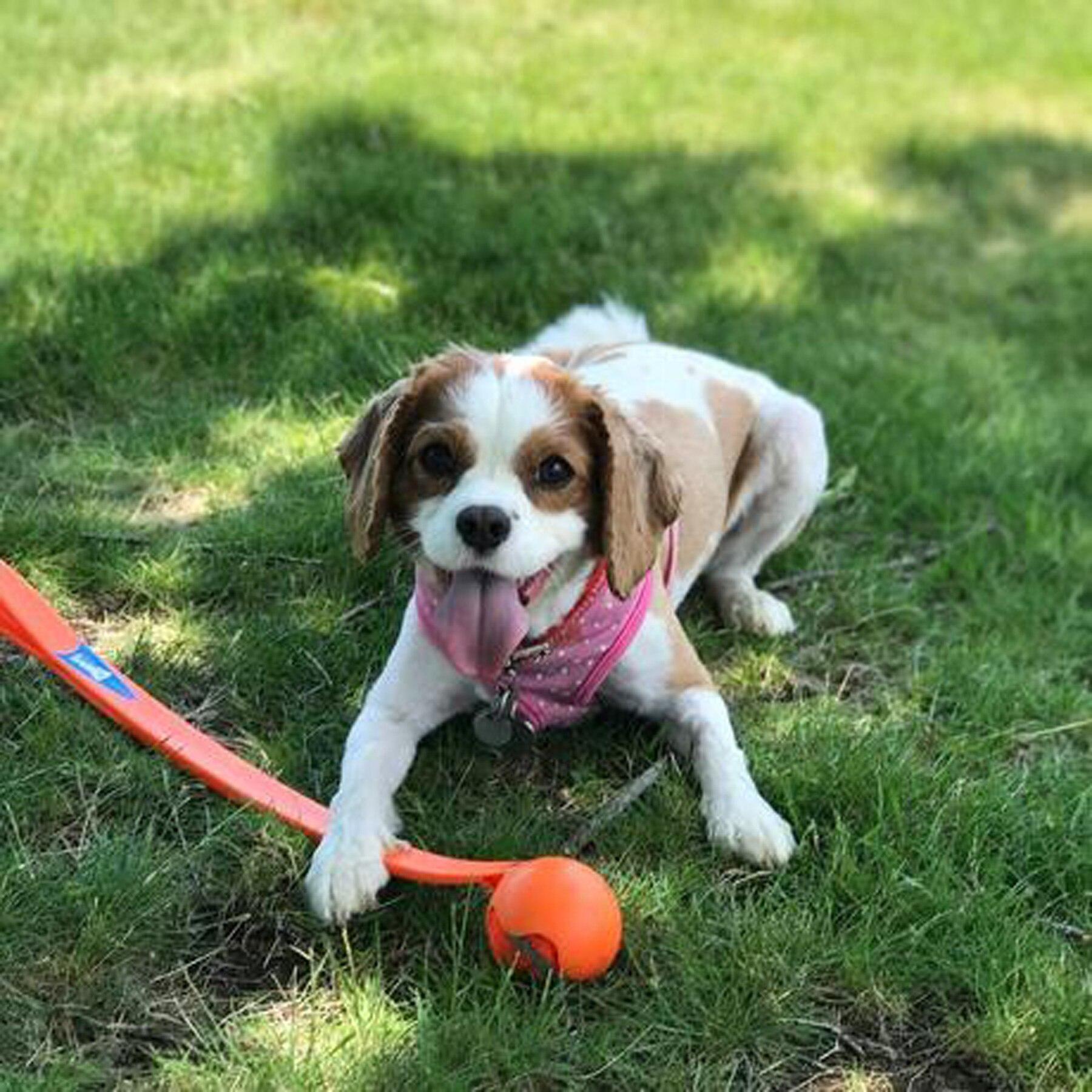 Dog with launcher