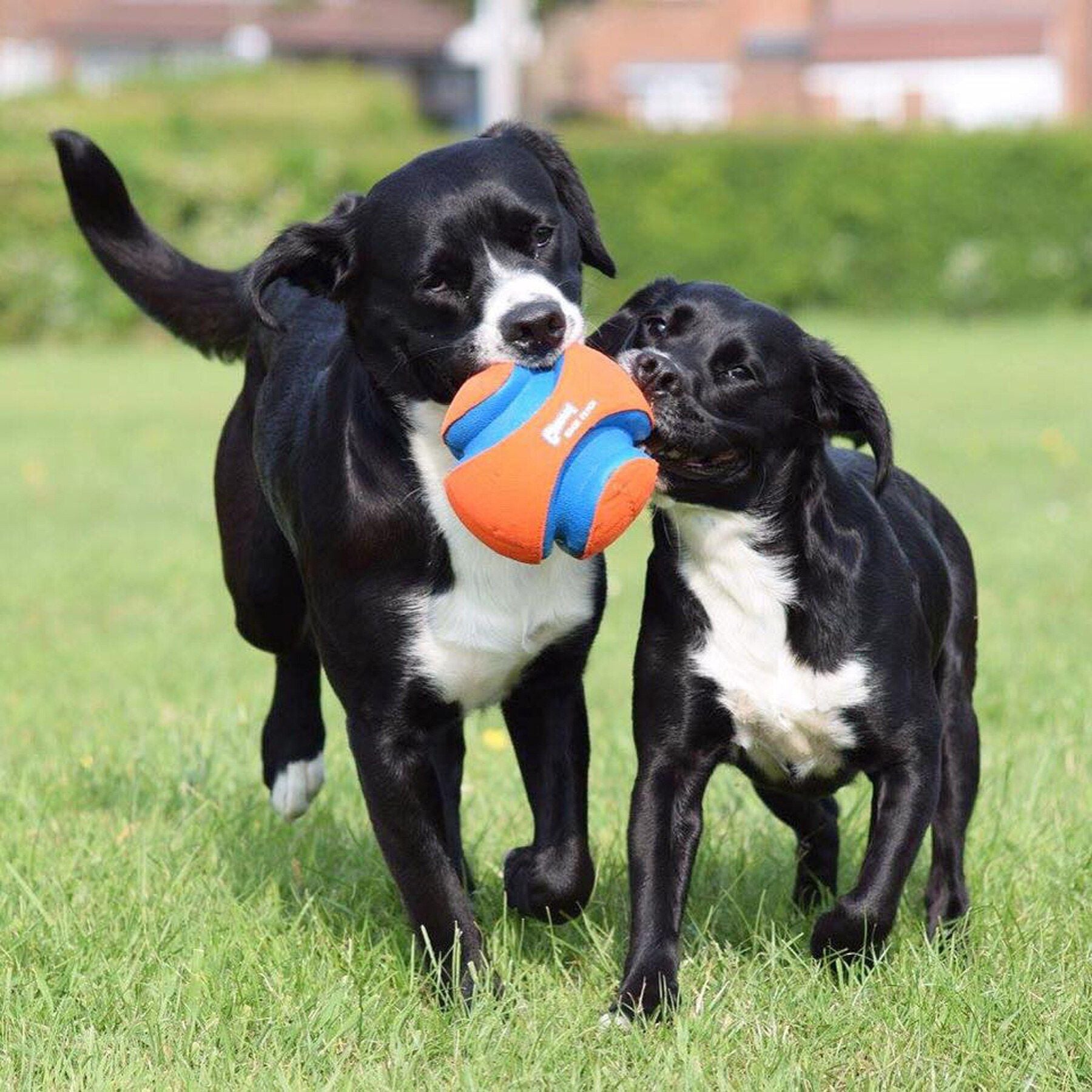 two dogs playing with kick fetch