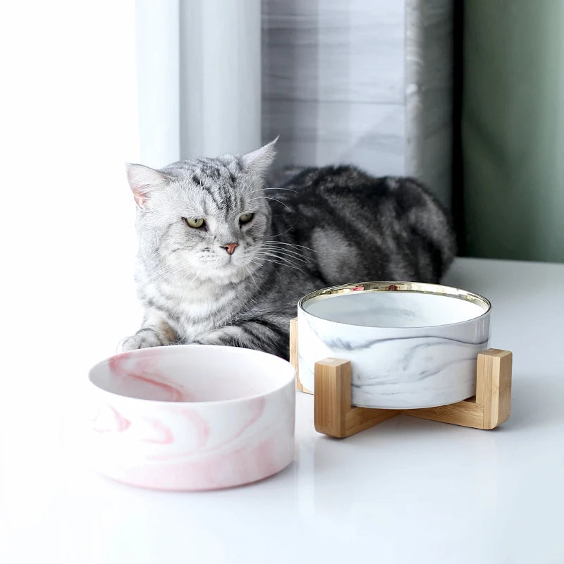 cat with bowls