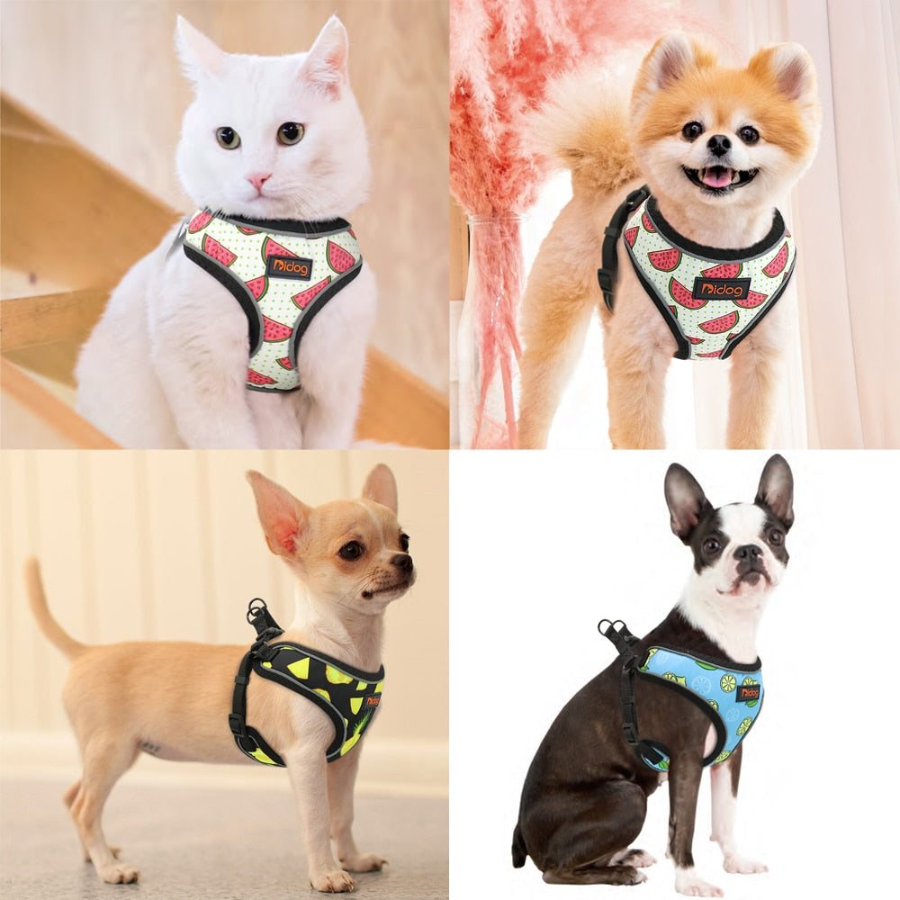 cats and dogs wearing harnesses