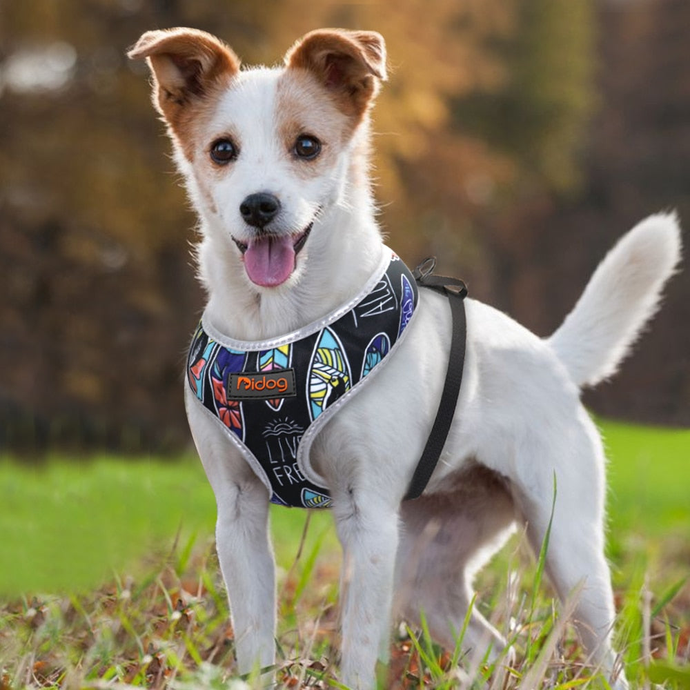 dog in black harness