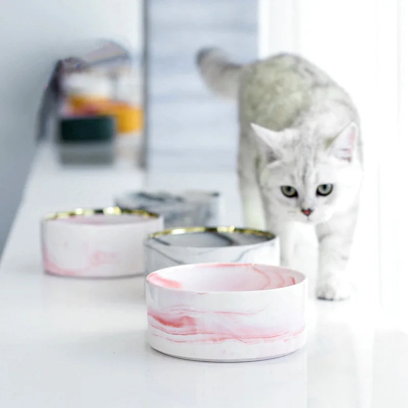 cat with bowls