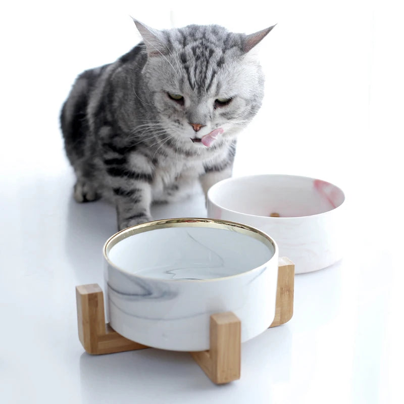 cat with bowls