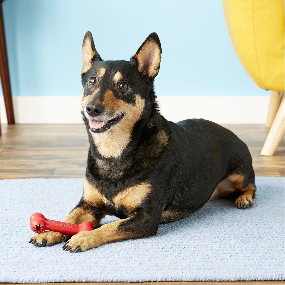 dog with Kong classic goodie bone dog toy in between paws