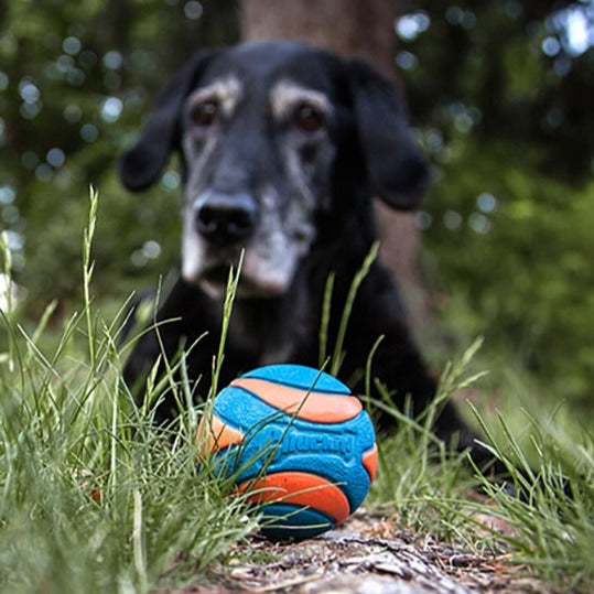 ball with dog behind it