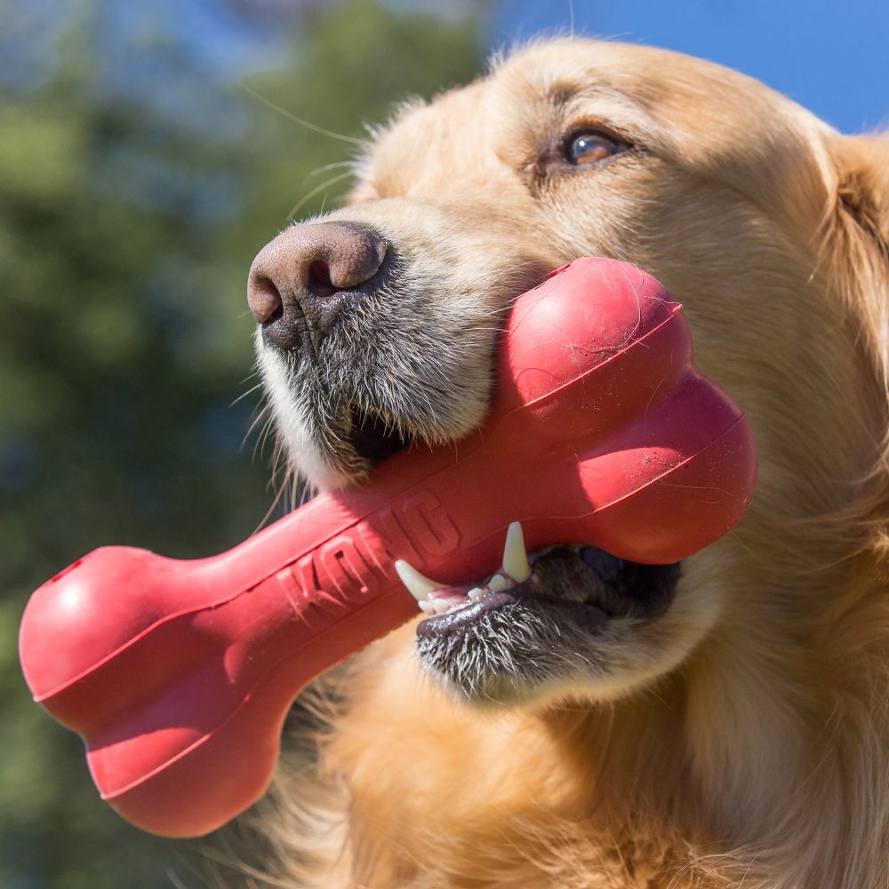 dog with Kong classic goodie bone dog toy in its mouth