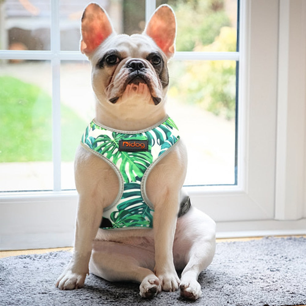 dog in green harness