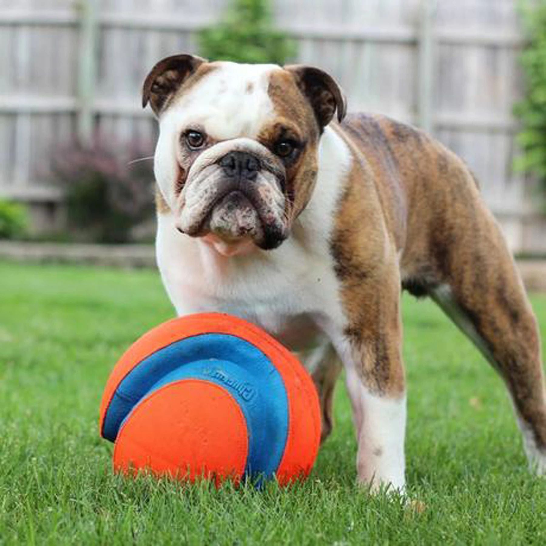 dog shown with product