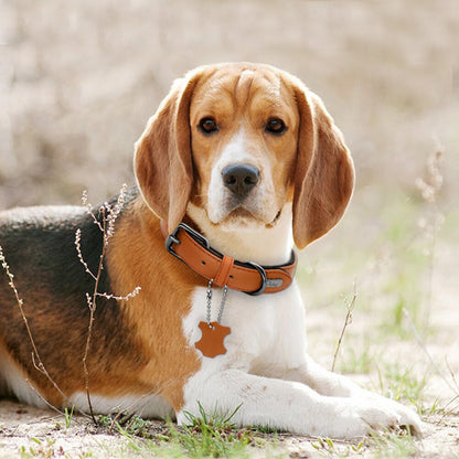 dog wearing tan collar