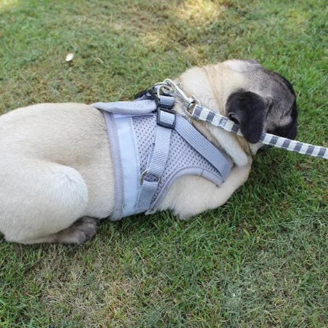 Pug wearing harness