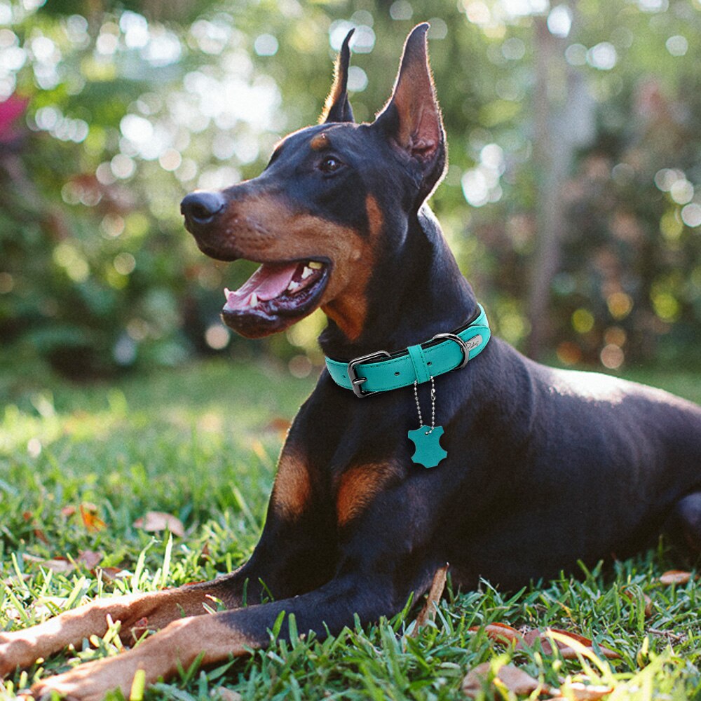 dog wearing green collar