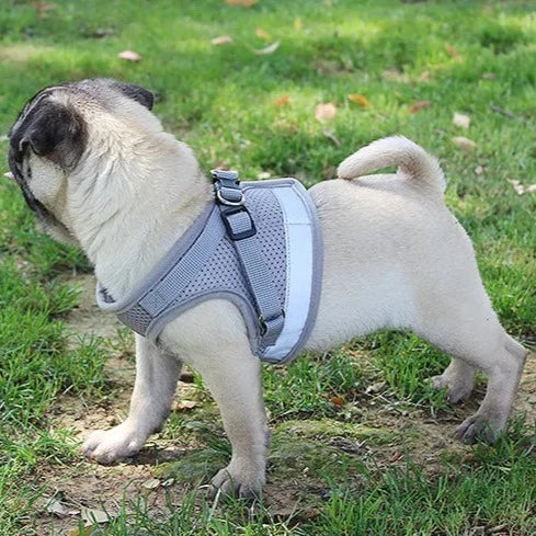 Product shown with pug