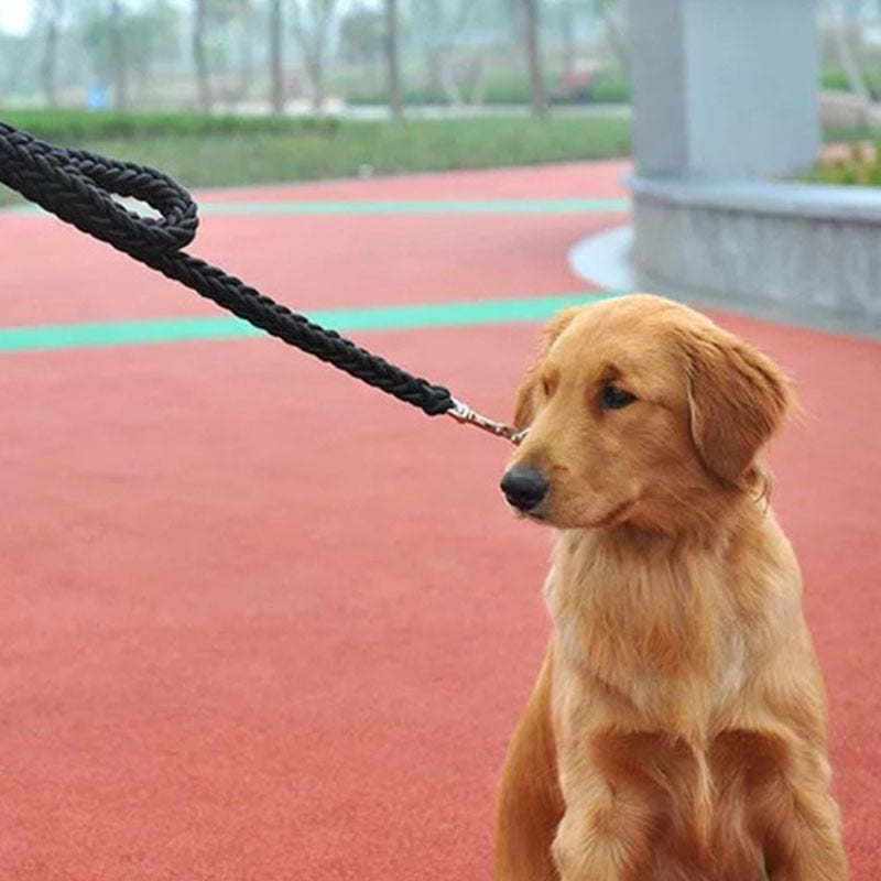 dog with black leash