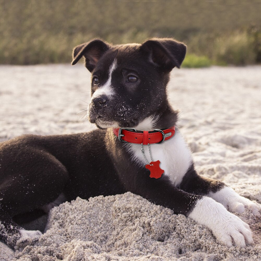 dog wearing red collar